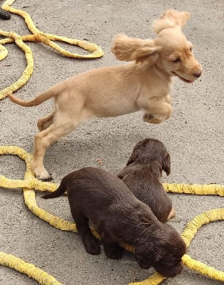 Étalon Cocker Spaniel Anglais - Ginger Van't Ravenland