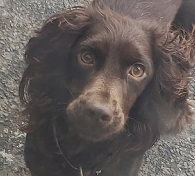 Étalon Cocker Spaniel Anglais - Ashley Van't Ravenland