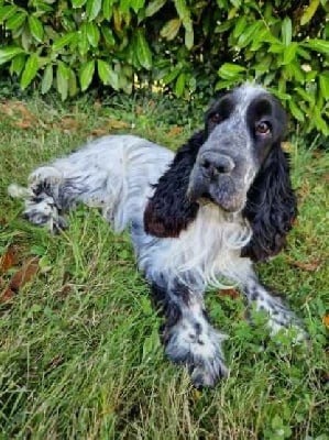 Étalon Cocker Spaniel Anglais - Spyro Du Royaume Des Quatre Pattes