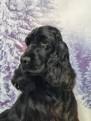 Étalon Cocker Spaniel Anglais - Shakira du mont de la chenaie