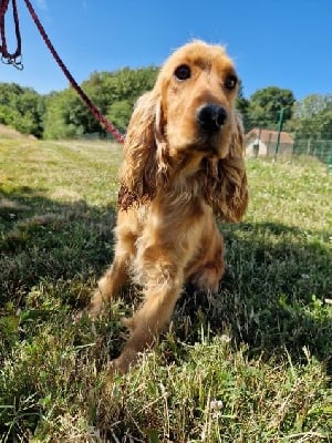 Étalon Cocker Spaniel Anglais - Trust du domaine de sainte gladyce