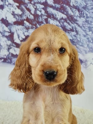 Étalon Cocker Spaniel Anglais - Ursula andress du mont de la chenaie