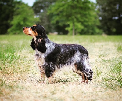 Étalon Cocker Spaniel Anglais - The resplendissante des Landes d'Araize