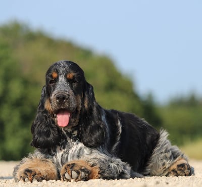 Étalon Cocker Spaniel Anglais - Dream Of Best In Show Un deux trois soleil