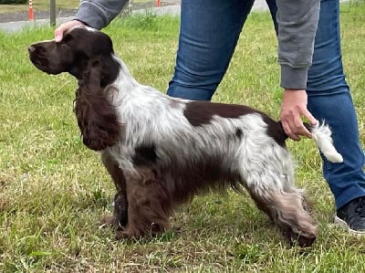 Étalon Cocker Spaniel Anglais - Clémentine du pré de l'arnon