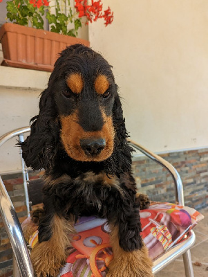 Étalon Cocker Spaniel Anglais - Snoopy du Moulin de la Terrasse