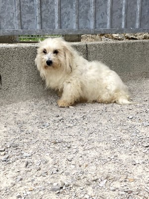 Étalon Coton de Tulear - Opaline de Jerrie Black