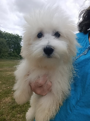 Étalon Coton de Tulear - Sybel du mont de la chenaie