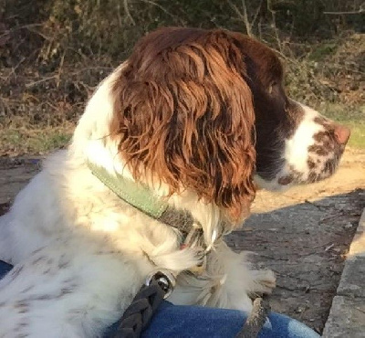 Étalon English Springer Spaniel - Hunter Van't Ravenland