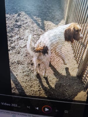 Étalon English Springer Spaniel - Nina Van't Ravenland