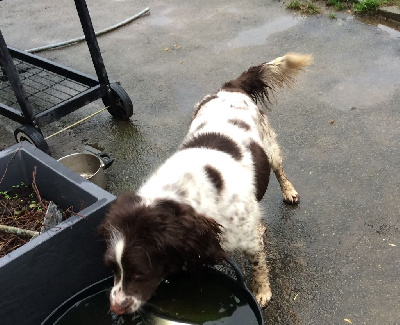Étalon English Springer Spaniel - Pearl of Glharama