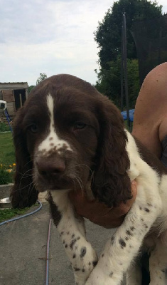 Étalon English Springer Spaniel - Wyatt (Sans Affixe)