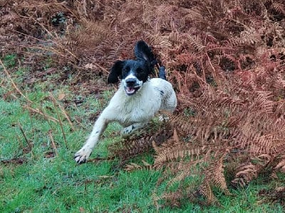 Étalon English Springer Spaniel - Sologne Hunters's Rafale