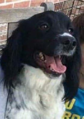 Étalon English Springer Spaniel - Kimberley Des pres flamands