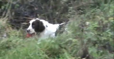Étalon English Springer Spaniel - Harmony Van't Ravenland