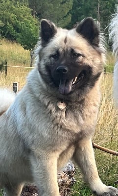 Étalon Eurasier - Sanawa des sables d 'olympe (Sans Affixe)