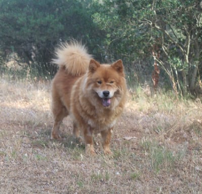 Étalon Eurasier - Sao tomé Du Mont Victoire