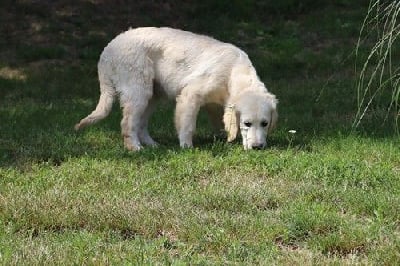 Uguette Du rivage des mille etangs
