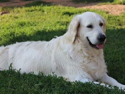 Étalon Golden Retriever - Butterfl 'highland Papillon de lune dite padmée