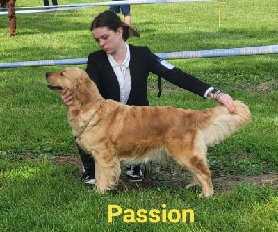 Étalon Golden Retriever - Passion d'un jour Du Brionnais Doré