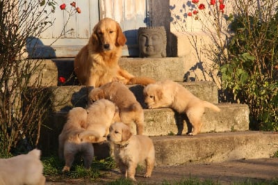 Étalon Golden Retriever - Readyforromance de Chantemelse