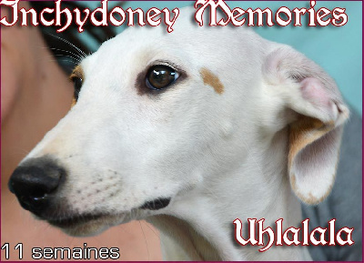 Étalon Greyhound - CH. Inchydoney Memories Uhlalala