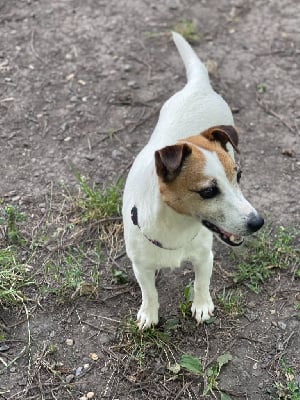 Étalon Jack Russell Terrier - Neptune Du domaine saint martin