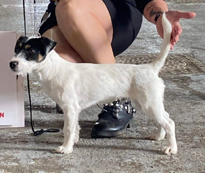 Étalon Jack Russell Terrier - Ti coeur tyron De La P'tite Malice