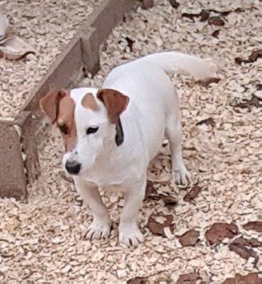 Étalon Jack Russell Terrier - Scandale Du Domaine D'Utah