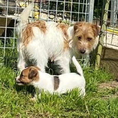 Étalon Jack Russell Terrier - Ravine ranya De La P'tite Malice