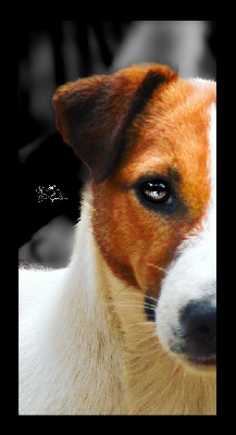 Étalon Jack Russell Terrier - Ti vorrei tahia kiss Di San Giuliano