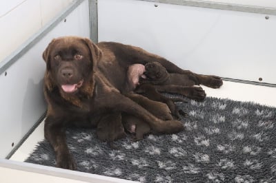 Étalon Labrador Retriever - Shifumu Des Vallées De Galway