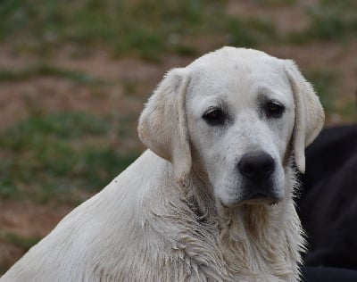 Étalon Labrador Retriever - Twiny Du Moulin Sault