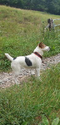 Étalon Parson Russell Terrier - Moustache 