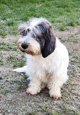 Étalon Petit Basset griffon vendeen - Cassie - une belle folie Kinderplace