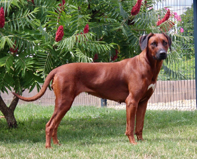 Étalon Rhodesian Ridgeback - Shelby Des Plaines Du Mont Moret