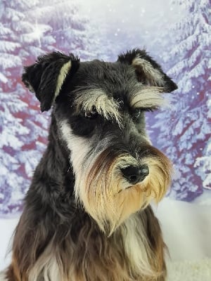 Étalon Schnauzer miniature - Tara du mont de la chenaie