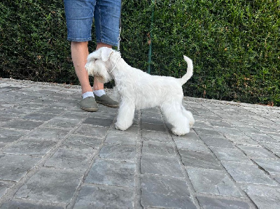 Étalon Schnauzer miniature - Wanda Gardien Des Bois