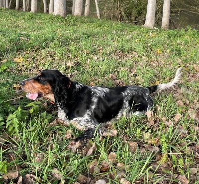 Étalon Setter Anglais - Opaline Du Domaine De Blanchou