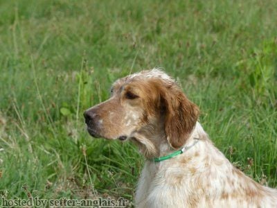 Étalon Setter Anglais - Silene du champ de la patience