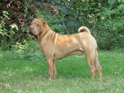 Étalon Shar Pei - Rock from mars neowise des Ming Way
