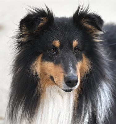 Étalon Shetland Sheepdog - Oncle josh dit tricotin Des Doudous De La Grave