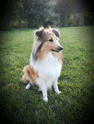 Étalon Shetland Sheepdog - Organza du royaume d'angelique 