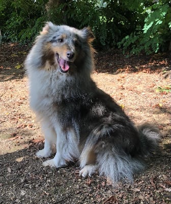 Étalon Shetland Sheepdog - Poupette (Sans Affixe)