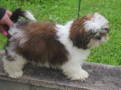 Étalon Shih Tzu - Uindy du domaine des Varennes