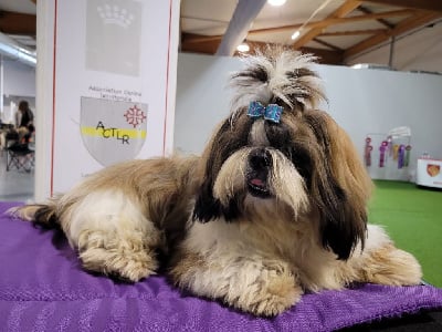 Étalon Shih Tzu - Ti-ku-fu Shah Abbas