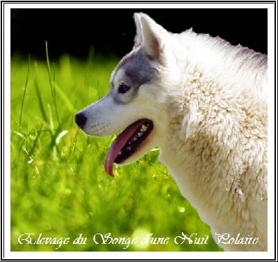 Étalon Siberian Husky - Lakme du Songe D'une Nuit Polaire