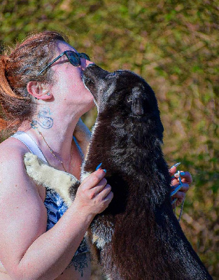 Étalon Siberian Husky - Travel to wild tear darkness '' kida '' Of The Huskies Paradise Pond