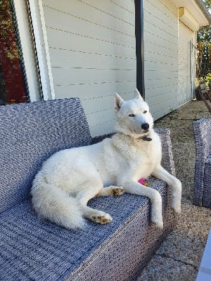 Étalon Siberian Husky - Pims Des Trois G