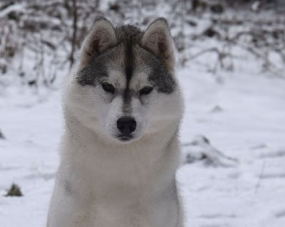 Étalon Siberian Husky - Vjww,jch.real love story Of cold winter nights